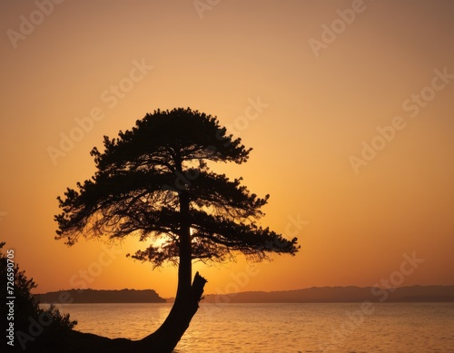 Majestic Cypress Tree Gracefully Framed by the Setting Sun