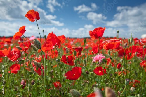 Rode papavers op de akker worden geteeld voor het zaad.  photo