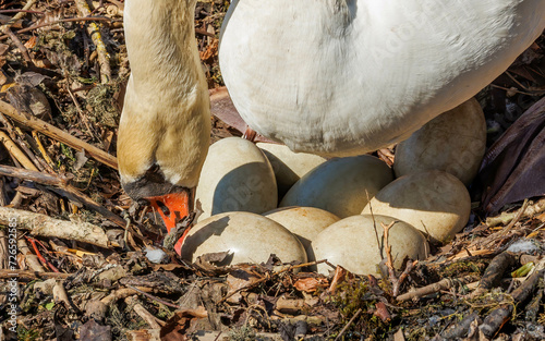 white swan graceful swimming in pond