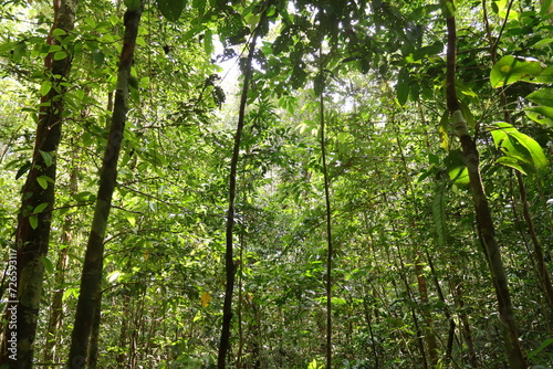 Pristine Lowland Tropical Rainforest in Indonesian New Guinea