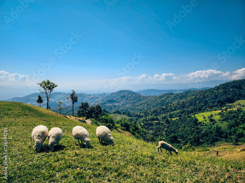 Sheep graze peacefully in the picturesque countryside, surrounded by rolling hills at Akha Farmville in Chiang Rai, Thailand.