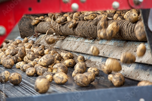 De geoogste aardappelen worden met behulp van een transportband getransporteerd. 