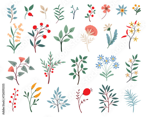 Set of various wild flowers and herbs.