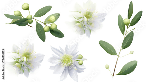 Eucalyptus Collection: Stunning Transparent Background Floral Elements for Garden Designs and Digital Art - Top View 3D Isolated PNGs © Sunanta