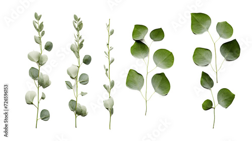 Eucalyptus Collection: Stunning Transparent Background Floral Elements for Garden Designs and Digital Art - Top View 3D Isolated PNGs photo