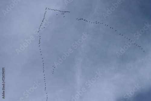 Migrating cranes returning from the south
