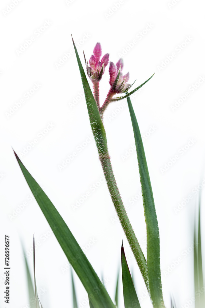 Pink kangaroo paw with white background Pink kangaroo paw with white background