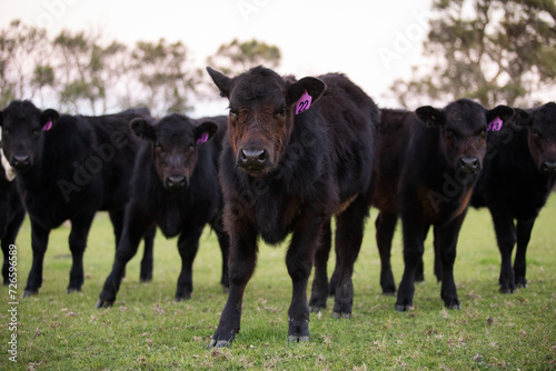 Black angus calves in green paddock photo