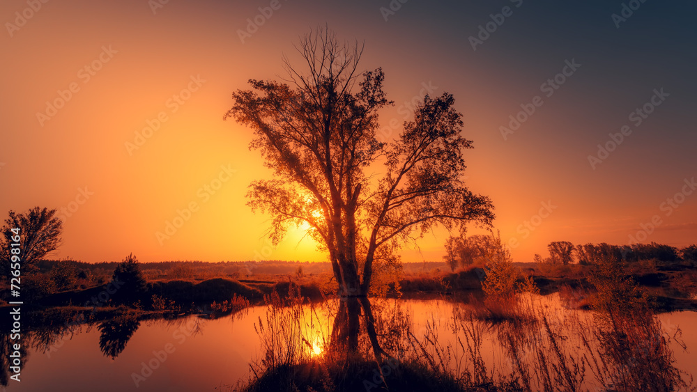 Large tree in the early morning summer sun. Landscape of summer o spring time with pond.