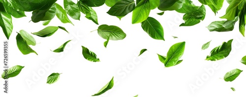 green leaves background