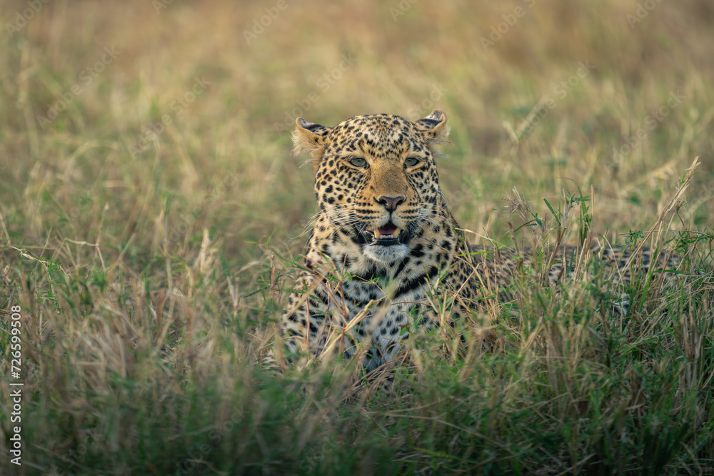 Naklejka premium Female leopard lies in grass turning head