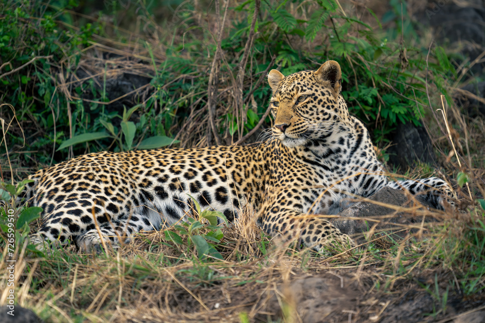 Female leopard lies in undergrowth looking round Female leopard lies in undergrowth looking round