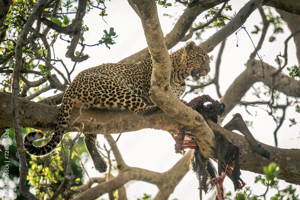 Female leopard lies on branch with kill