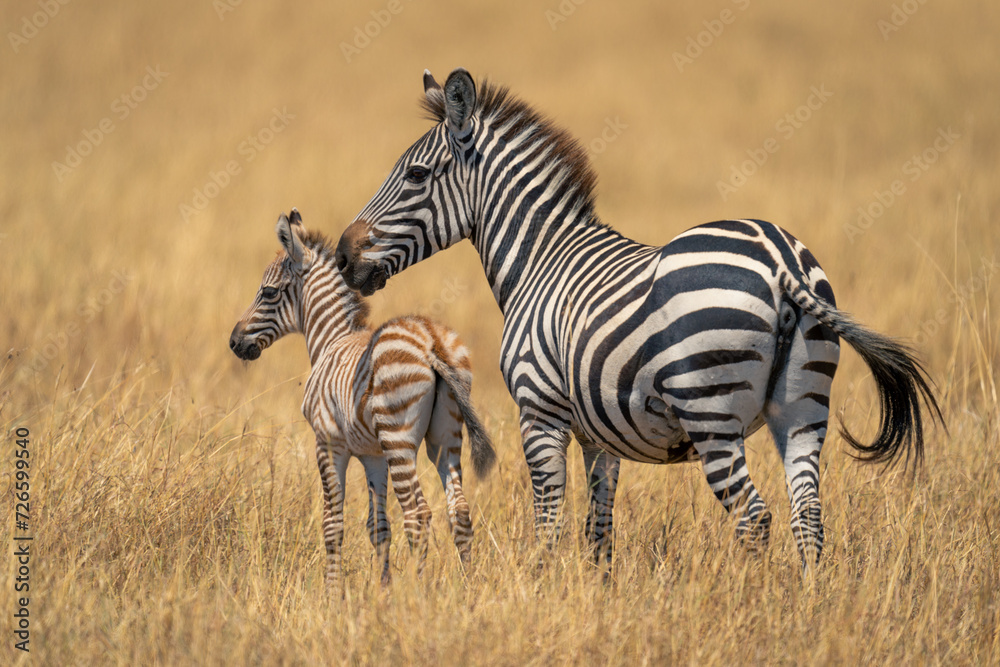 Naklejka premium Female plains zebra stands nuzzling young foal