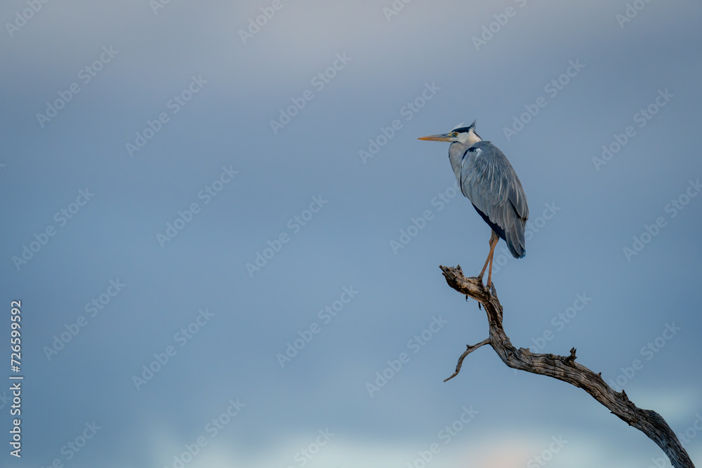 Fototapeta premium Grey heron on tree stump under clouds