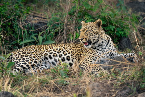 Female leopard lies in undergrowth looking back