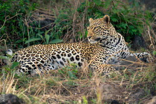 Female leopard lies in bushes looking round © Nick Dale