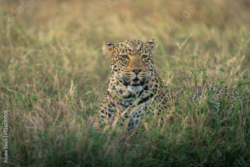 Female leopard lies in grass turning head