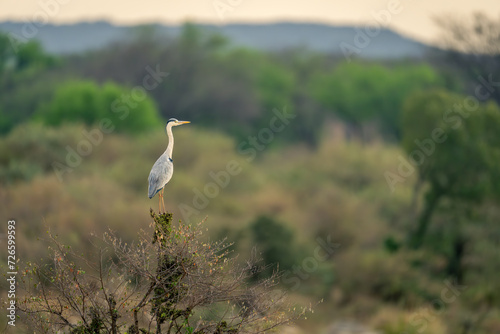 Grey heron on bush in wooded area