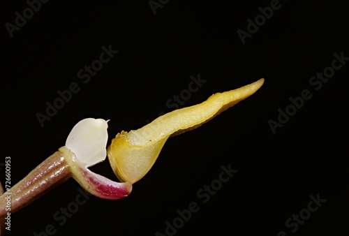 close up photo of lip and colum of Bulbophyllum andreeae photo