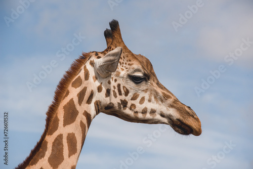 Giraffe close up, side view