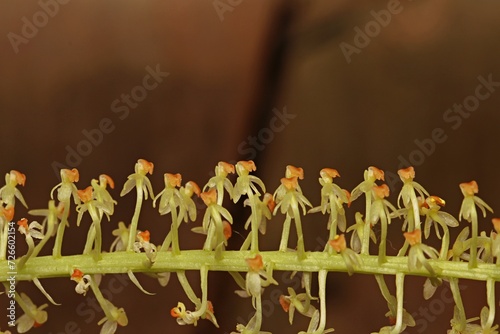 Close up photo of inflorescences Liparis from new guinea photo