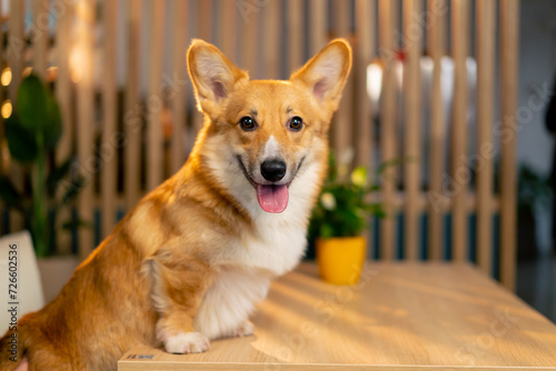very cute little red corgi sitting leaning on one hundred cozy looking at the camera sitting in a