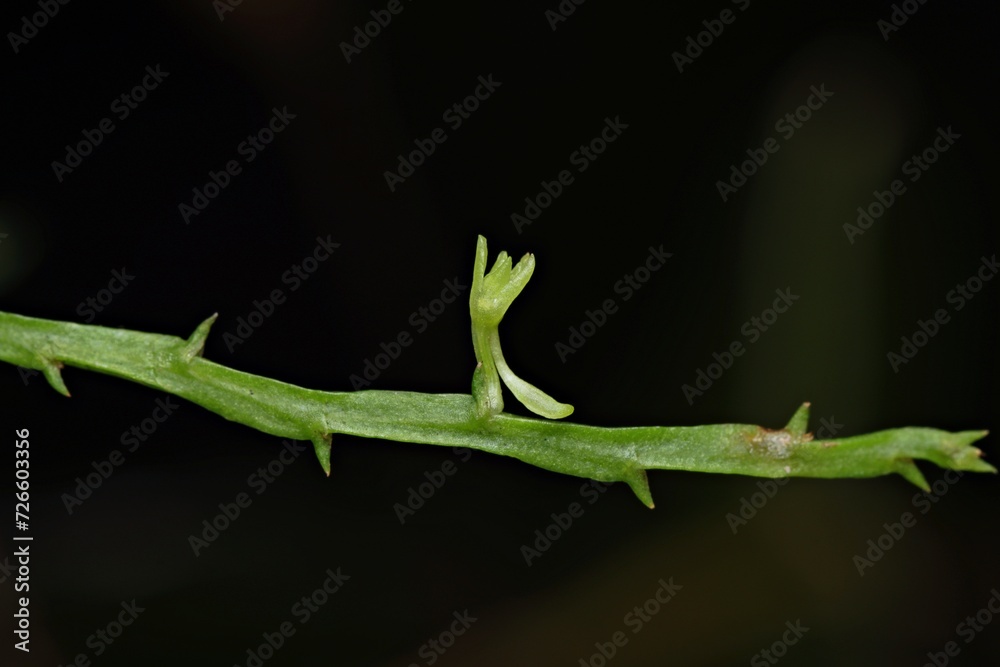 Close up photo of Taeniophyllum (Orchid) flower from Indonesian New Guinea