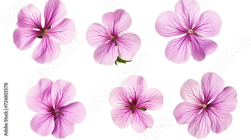 Geraniums Set - Digital 3D Art with Transparent Background, Perfect for Creating Fresh and Vibrant Garden Designs and Floral Compositions.
