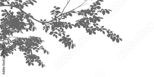 Branches of a tree shadow on white background photo