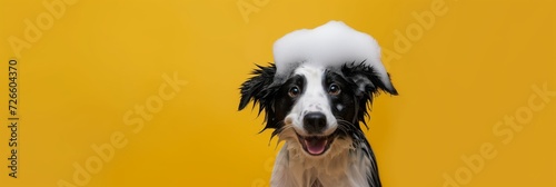 Wet puppy border collie dog taking bath with soap bubble foam on head, banner photo
