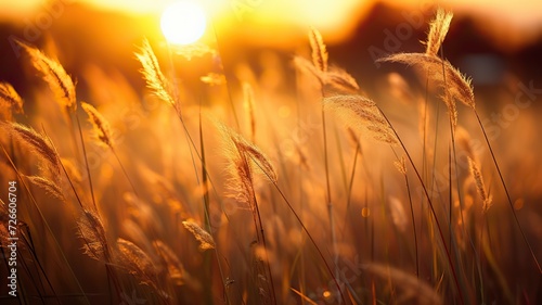 Afternoon Sun Drapes Tall Grass Field - Warmth in Nature's Embrace