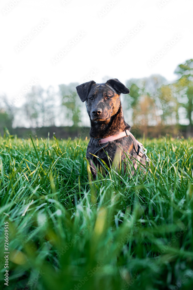 A young dog sitting and posing in a field with green grass
