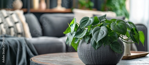 Gray flower pot with tropical 'Philodendron Hederaceum Micans' houseplant, featuring heart-shaped velvet leaves, placed on the coffee table. photo
