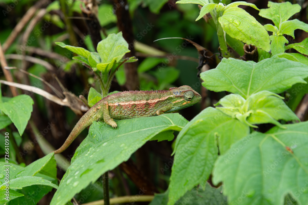 Elliot’s Groove-throated Chameleon (Trioceros ellioti) Elliot’s Groove-throated Chameleon (Trioceros ellioti)