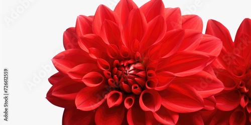 A detailed close-up of a vibrant red flower against a clean white background. Perfect for adding a pop of color to any project © Fotograf