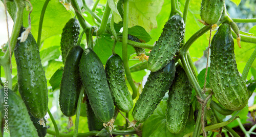 Green cucumbers growing in vegetable garden.