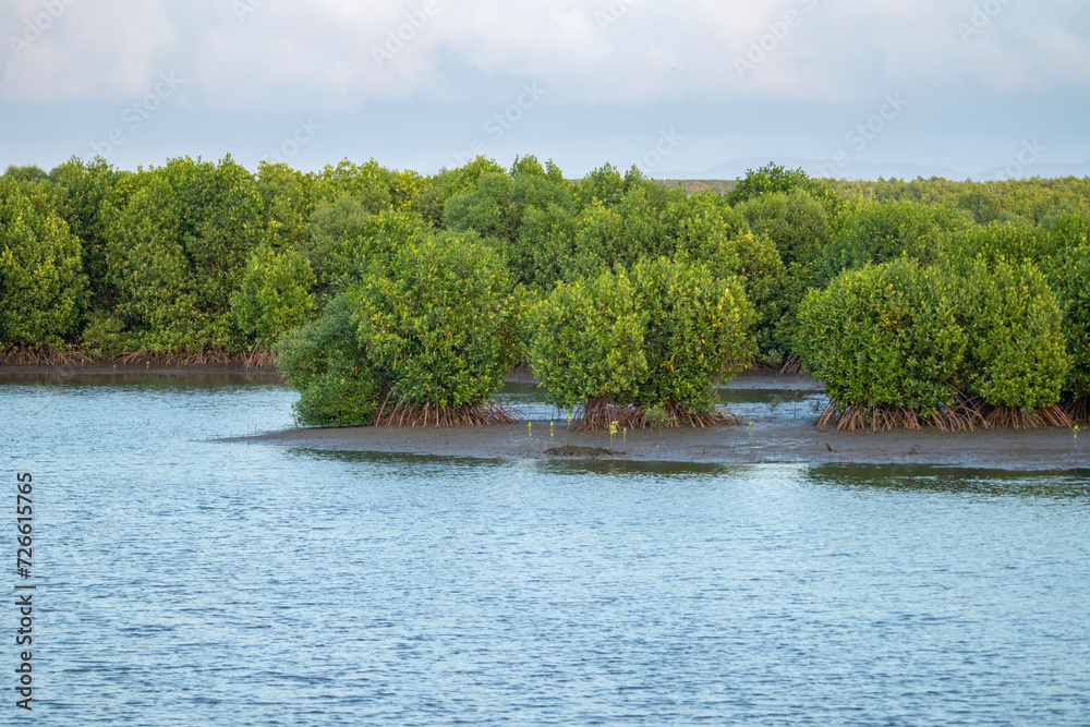 Fototapeta premium Aceh mangrove forest