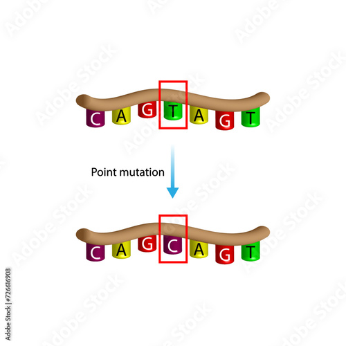 Point mutation, error during DNA replication. Scientific design, Vector illustration.