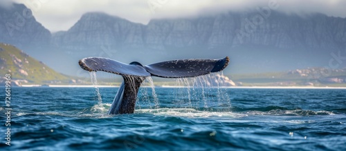 Humpback whale tail dripping in False Bay, Southern Africa Coast. photo