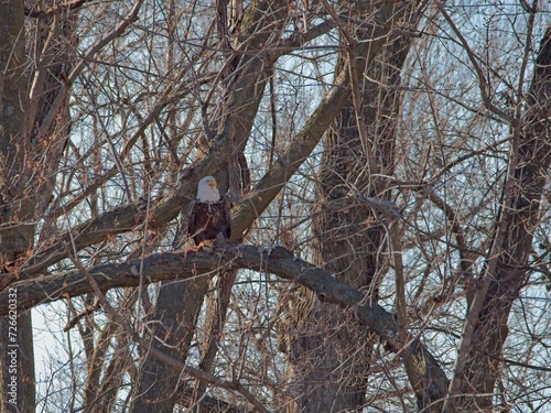 American Bald Eagles Migrate Through Missouri