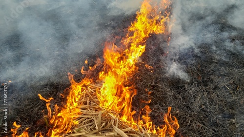 Fire burning on the field, Smoke all around, burning field after harvest.Cause of global warming. Beautiful 4K Footage.