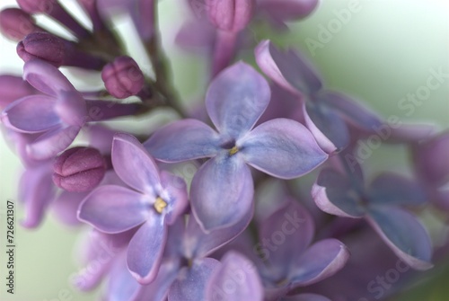 close up of lilac © Astrid