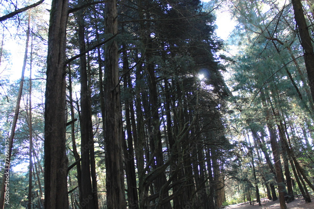 Fototapeta premium Trees in the woods