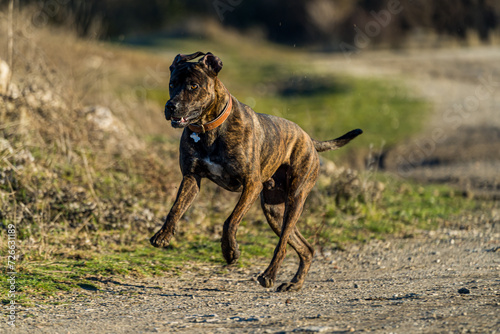 A brown and black villain dog running towards the camera on a path in the countryside. photo