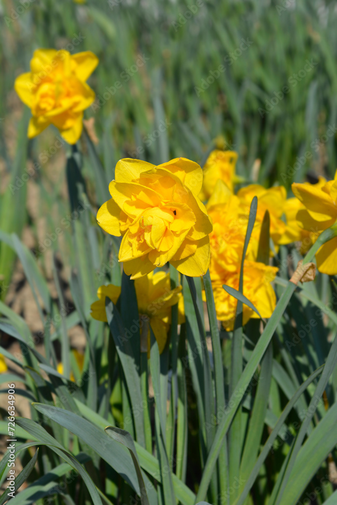 Obraz premium Daffodil Double Power flowers