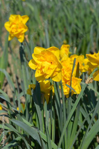 Fototapeta Naklejka Na Ścianę i Meble -  Daffodil Double Power flowers