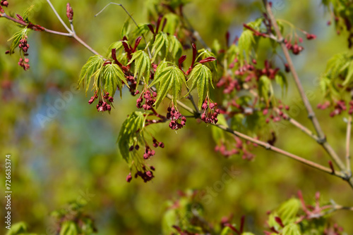 Japanese Maple branch with flowers