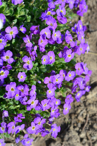 Aubrieta Audry Deep Blue Shades flowers