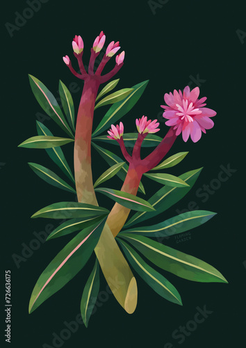 Oleander Flower Illustration, Tropical Flower Painting On Black Background